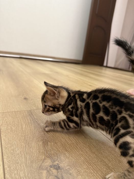 Bengal mushukcha mushuk bolasi бенгалский котёнок