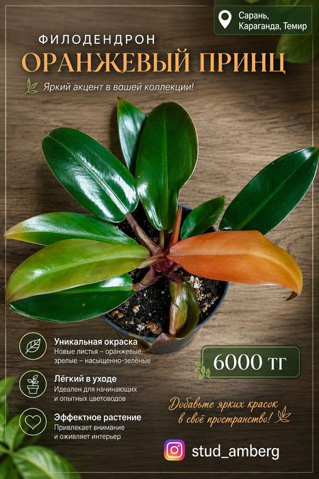 Филодендрон 1 ...