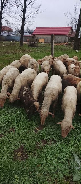 Vand oi fatate si sterpe