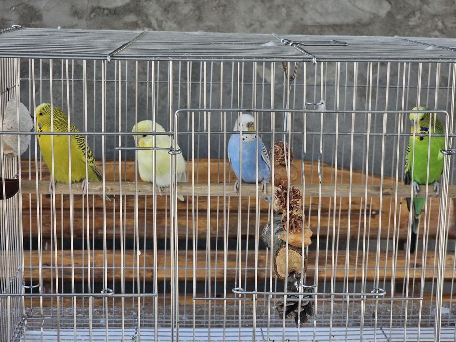 Продаются волнистые попугаи .