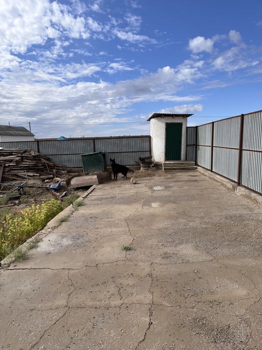 Овчарка сатылады