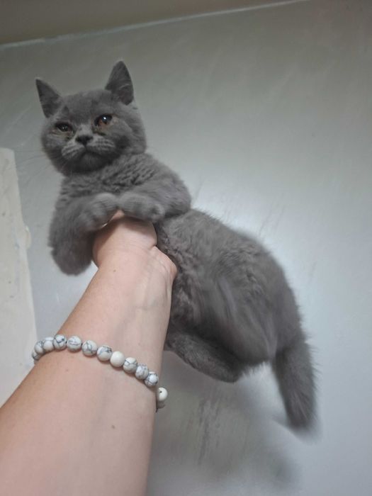 Британски котета