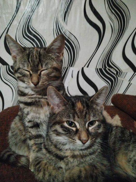 Подарявам много красиви домашни котенца