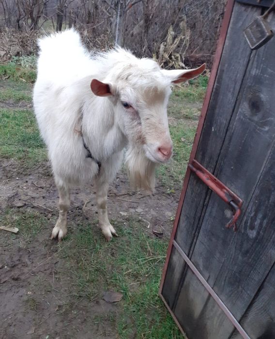 De vanzare Țap Saanen mior