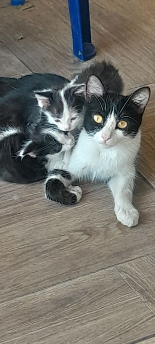 Котята домашние, 1 мес