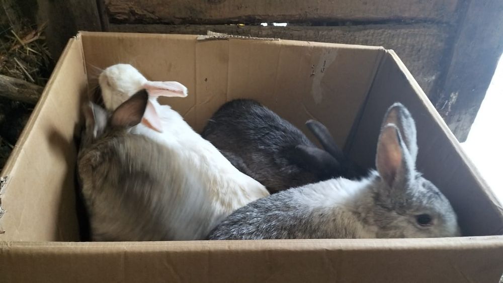 Кролики молодые ㅤㅤ