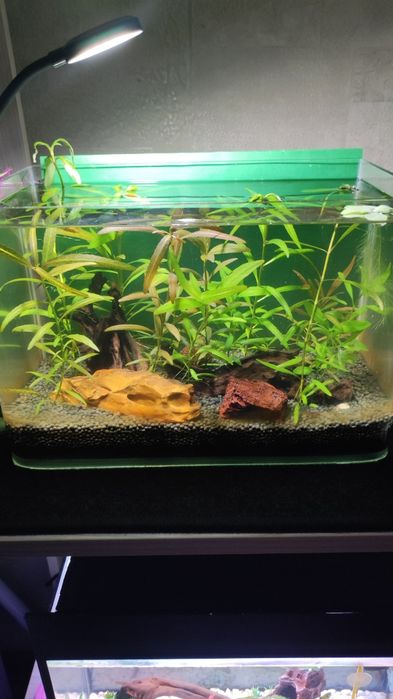 Готовый аквариум с креветками