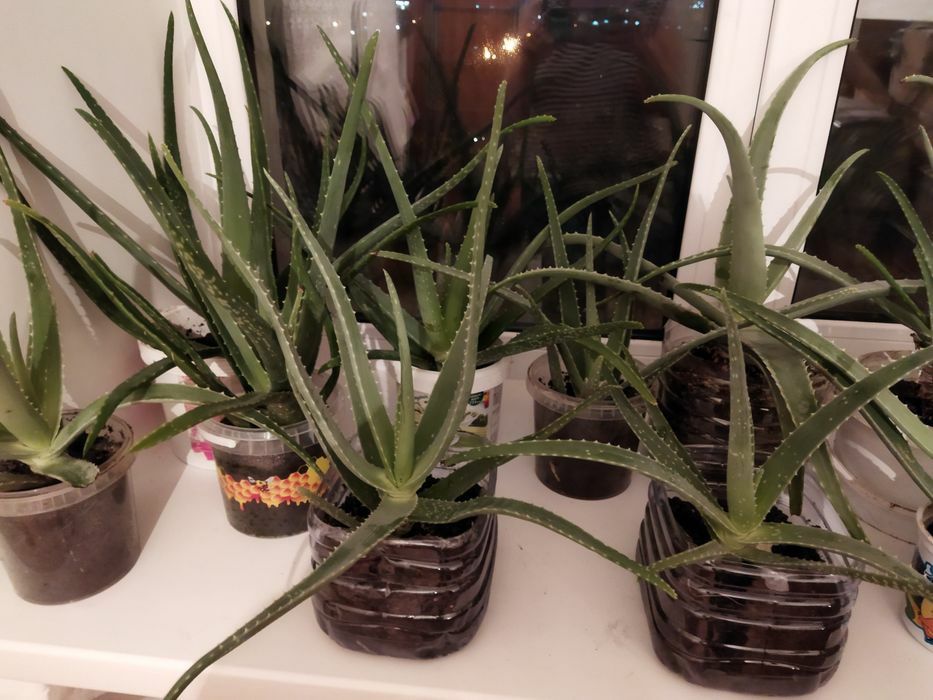 Продам алоэ Вера.