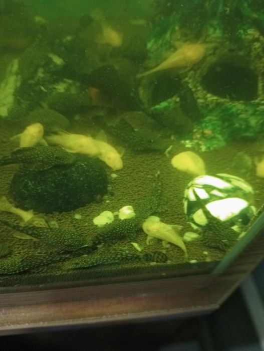 Рыбки Анцыструсы