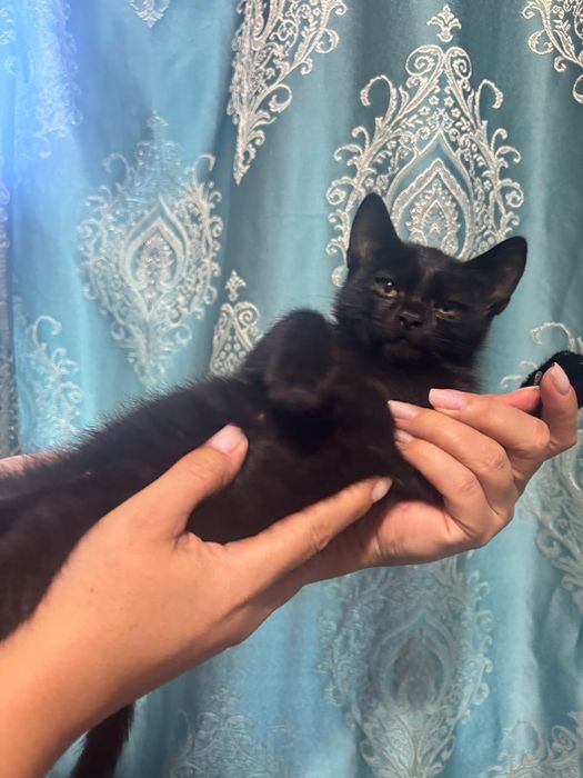 Котенок в хорошие руки