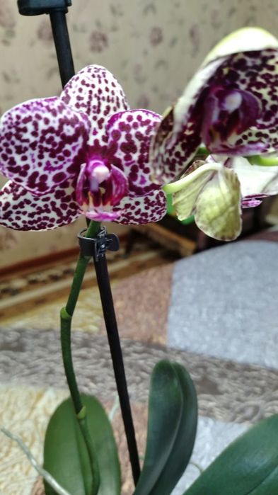 Продаю комнатный цветок