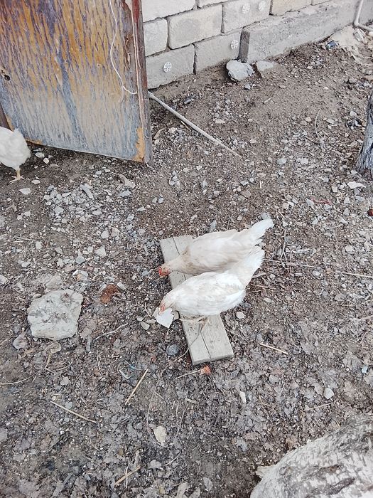 Куры, балапандар