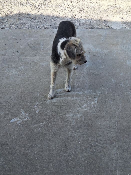 Donez catelusa speriată!