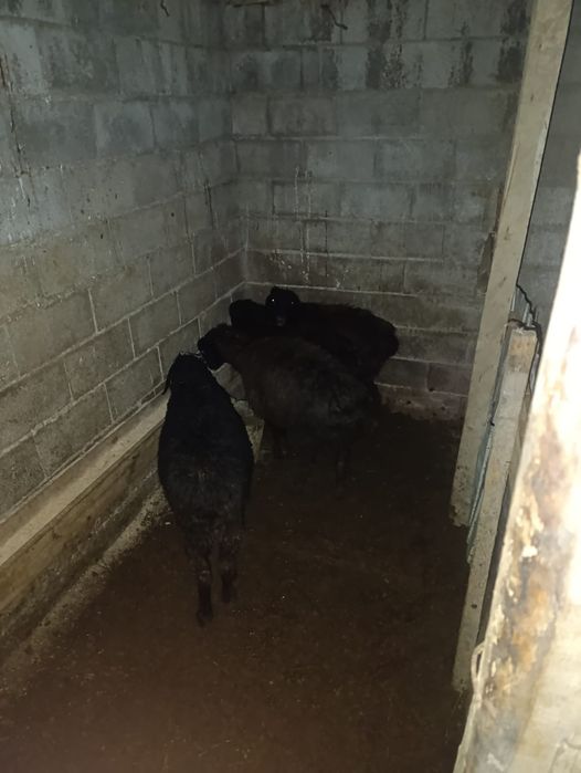 Продам жирных токты