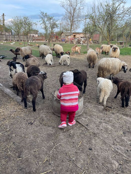 Oi, miei, capre și iezi de vânzare