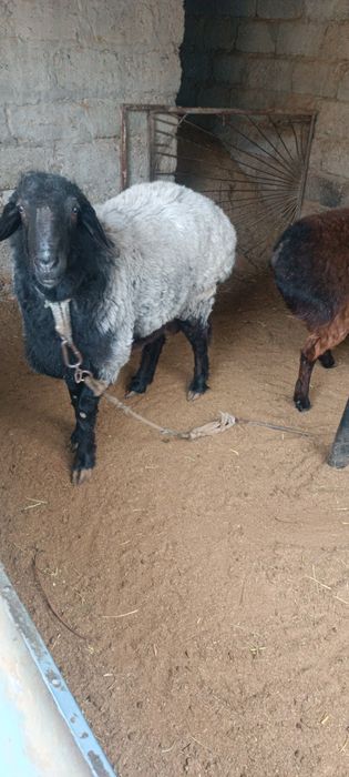 Кучкорлар сотилади семиз Арпа ем еган