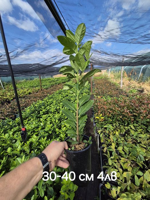 Лавровишна за жив плет