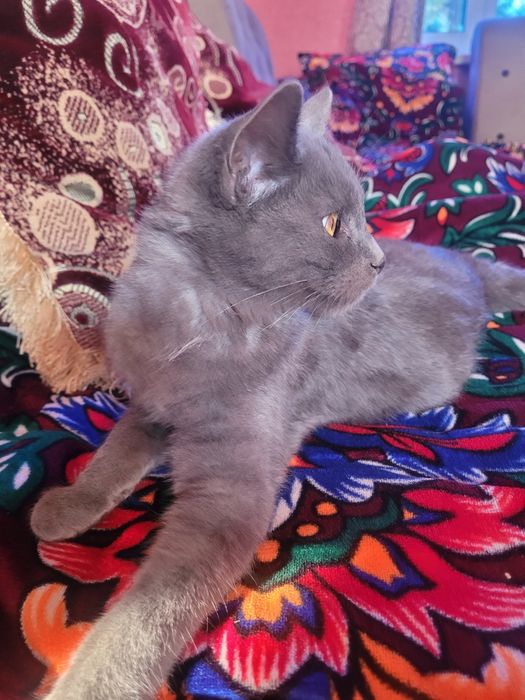 Rus kok mushugi 4 oylik