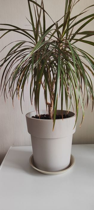 Продам комнатные цветы