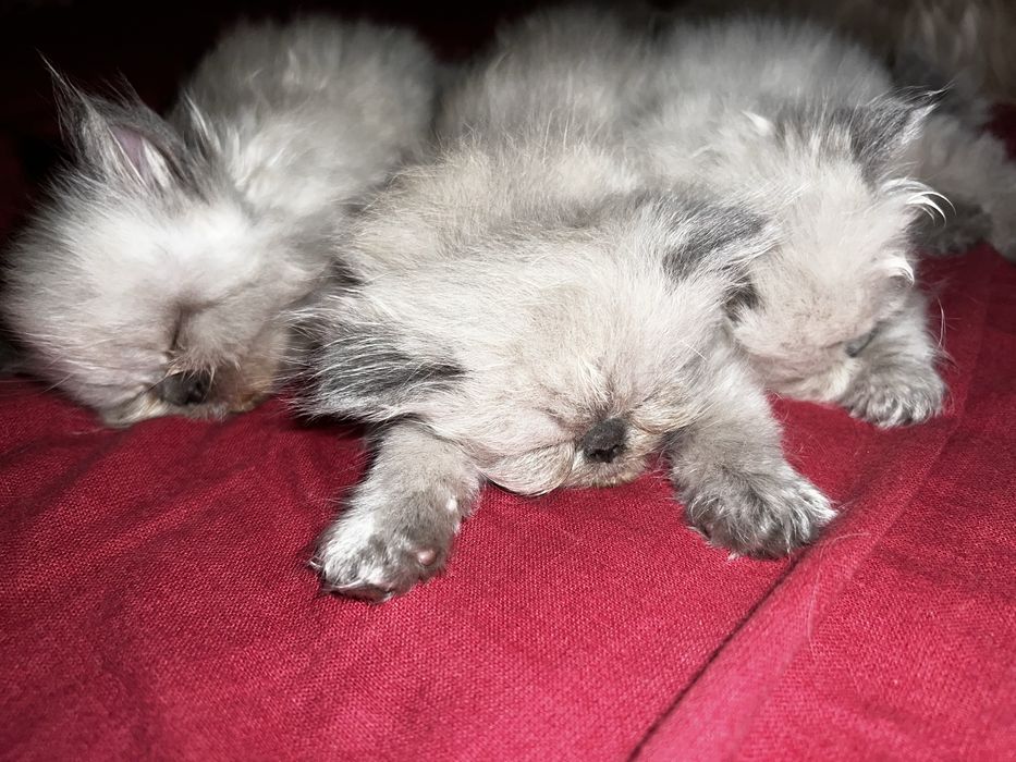 Хималайски персийски котенца