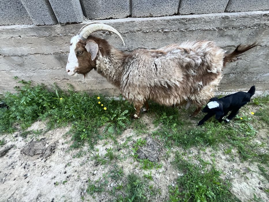 Сауын ешкі. Коза