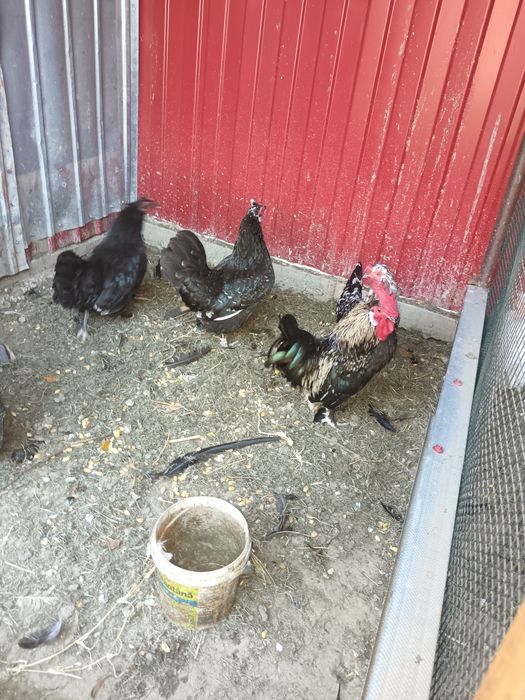 Gainuse și cocoșei de vânzare