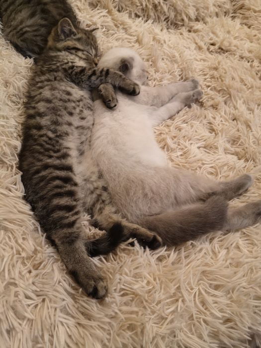 Шотландски и британски котенца