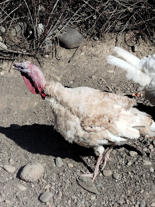 Продам молодых индюков самцов