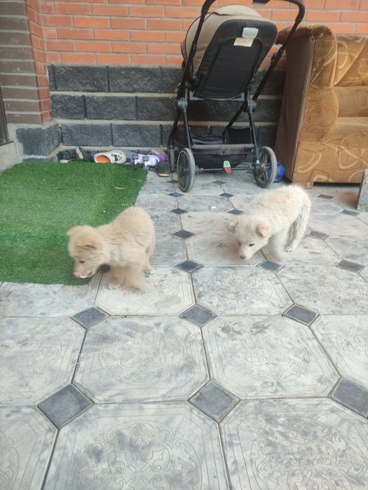 Отлам даром щенят,  мальчик девочка