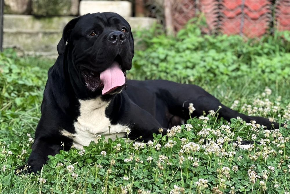 Cane corso cu pedigree FCI de tip A