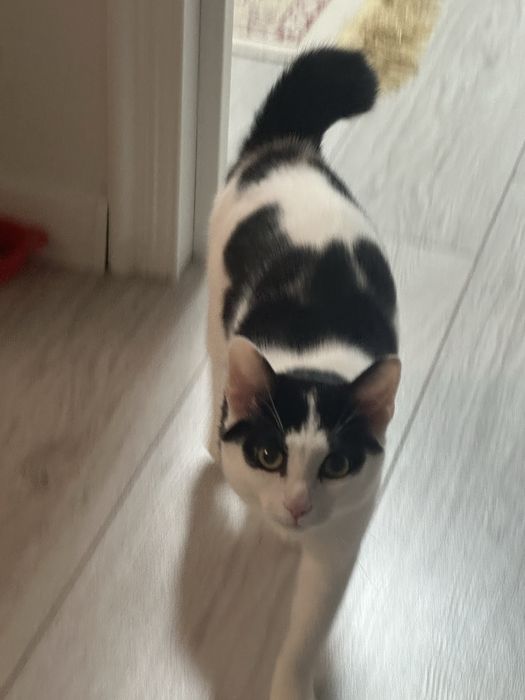 Отдам кота в добрые руки! Астана