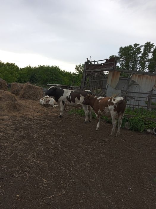 Продам бычков !с.новопокровка район шалакына