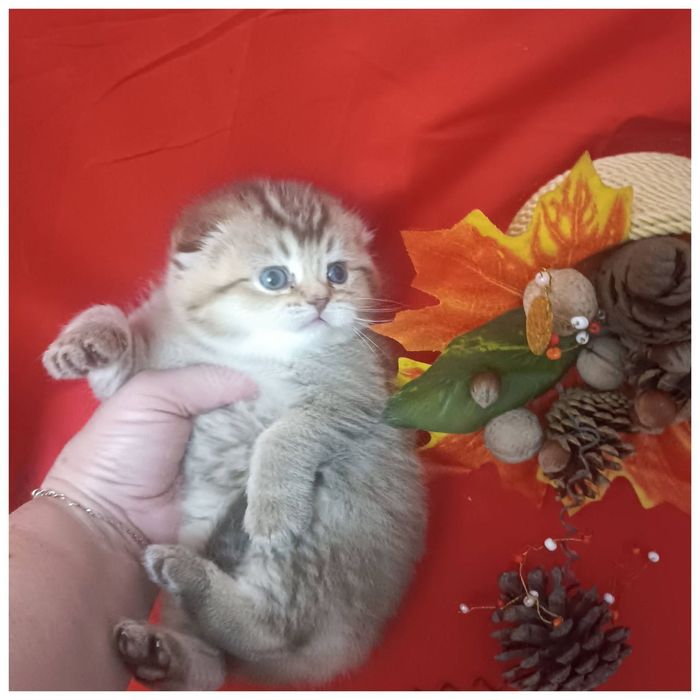 Вислоухая Скотиш фолд золотая шиншилла девочка