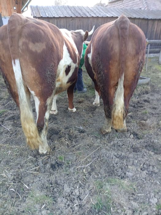 Boi de vânzare buni