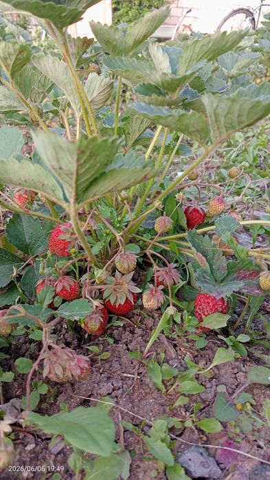 Продам домашнюю клубнику