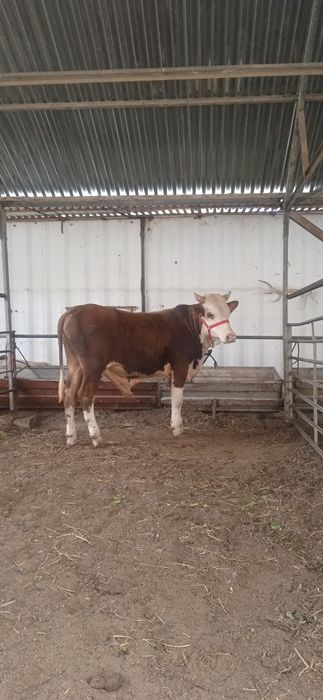 Semental gibrid buqqa sotiladi