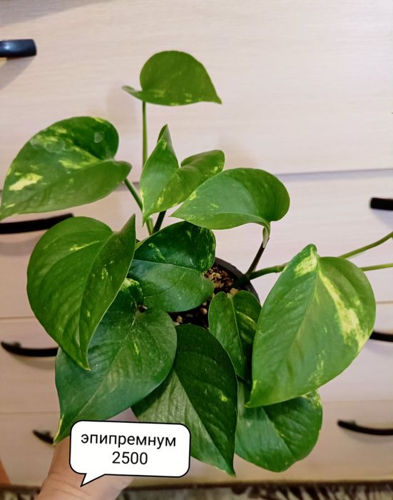 Продам комнатные растения