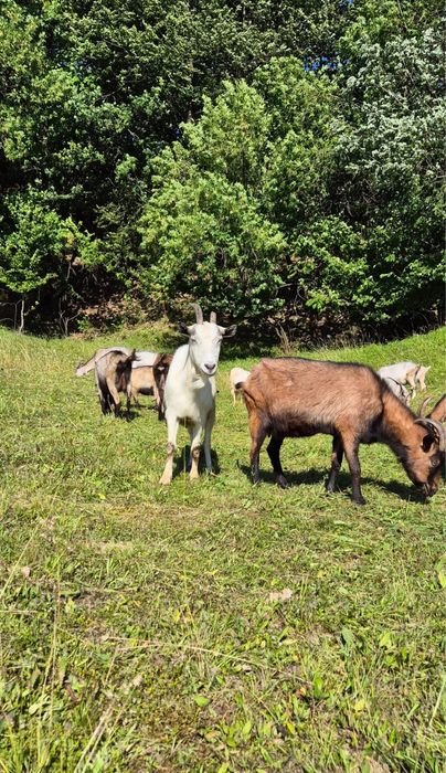 De vanzare caprite,tap si iezi