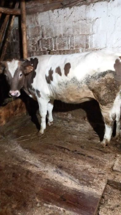 VITICA 10 luni metis