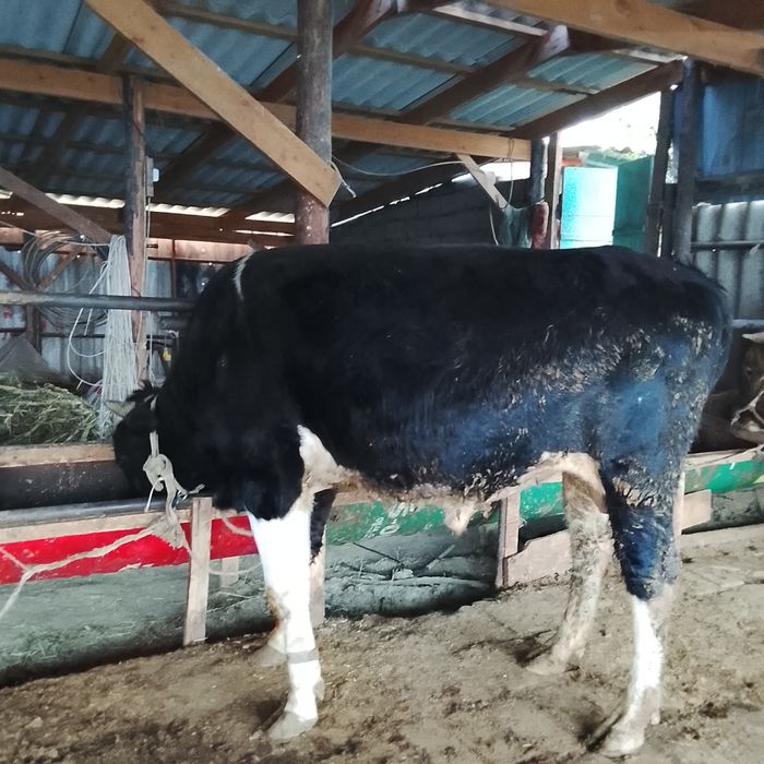 Бұка жағдайлары жаксы