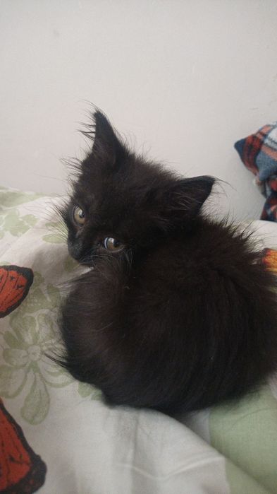 Котенок в добрые руки