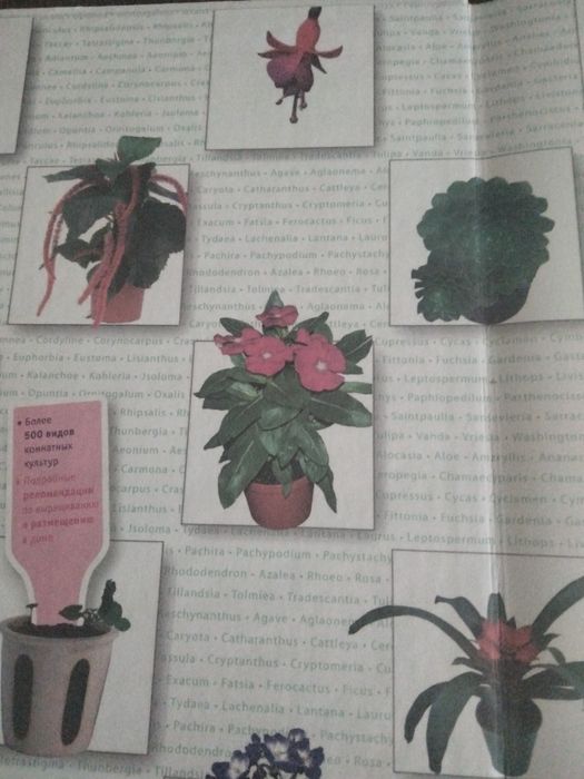 Библия комнатных растений.
