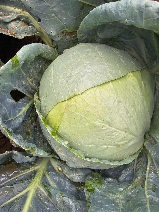 Varza de buzau 0.80 bani kg
