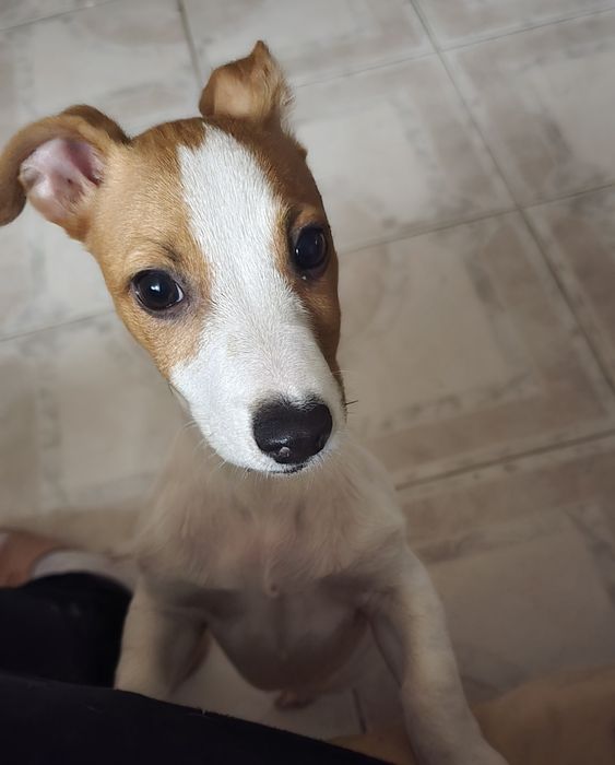 Продавам Джак ръсел