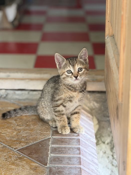 Отдам милых котят в самые добрые и заботливые руки!