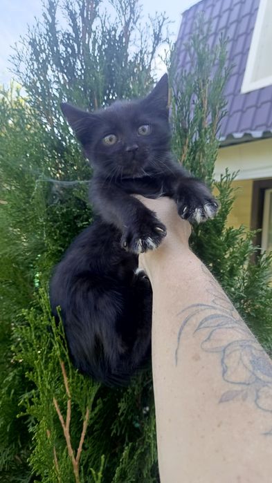 Котятки черные в любящие семьи