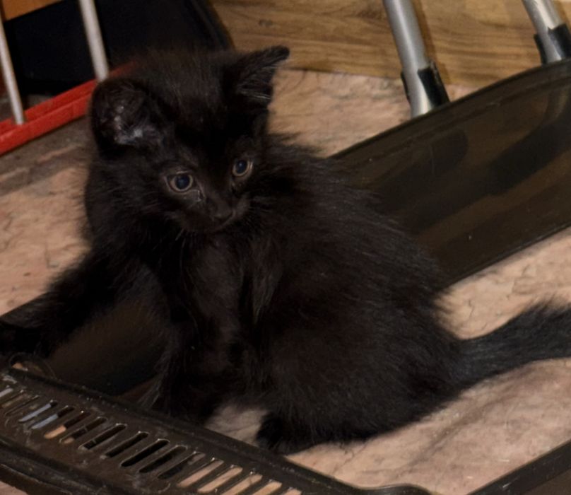 Ищем любящих хозяев для замечательных котят!