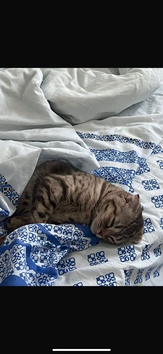 Продам кошку вислоухая шотландская