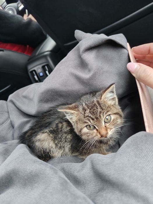 Только в добрые руки