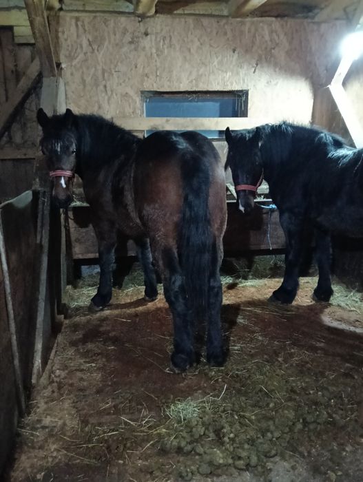 Vând doi armăsari cu vârsta de doi și trei ani fac la primavara in lun